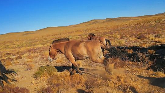 �½���Ұ�R�ؚw��Ȼ��협�(y��ng)��Ұ�Եĺ􆾡�