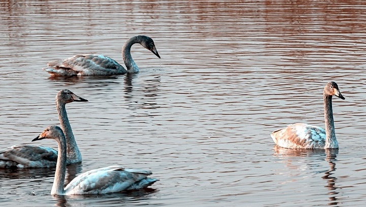 �Aɽ�_������һƬ���Z��