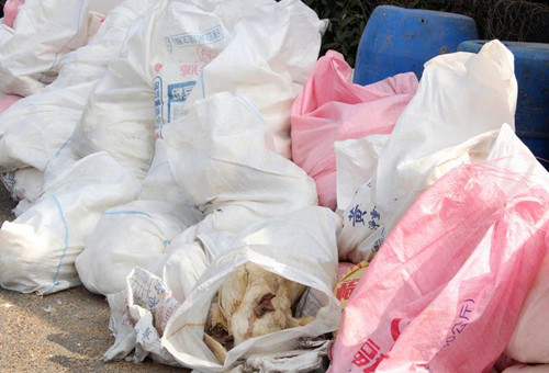 �_���������𡱣�H5N2��H5N8�����Пo�݂��˲���