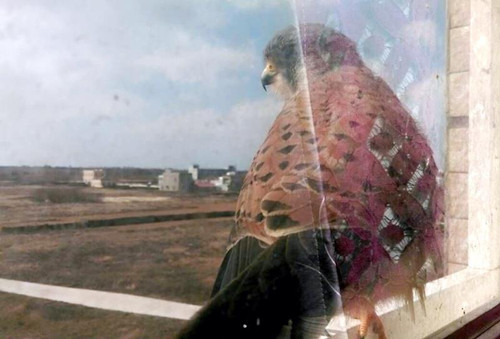 ����ؼ��_���@Ҋ���ݡ��t����ͣ�����D��